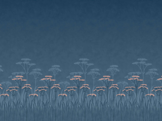 Achillea - Nighttide